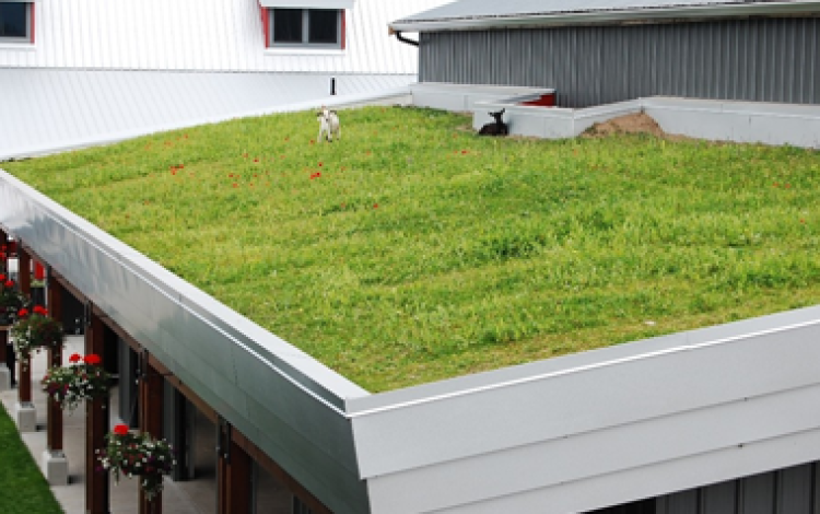 Green Roof Installation